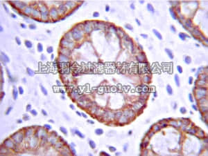 merck millipore,默克密理博,05-1144,Anti-Talin Antibody, CT, clone TD77