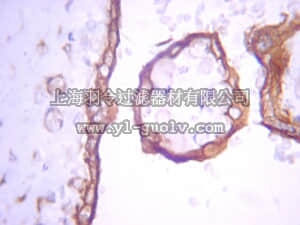 merck millipore,默克密理博,05-1152,Anti-Erk1/2 (p44/p42) Antibody, clone MK12