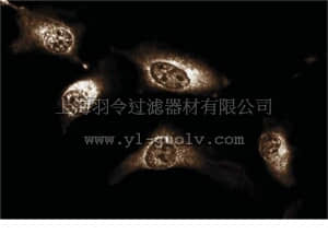 merck millipore,默克密理博,05-1154,Anti-JAK1 Antibody, clone 73