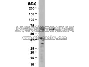 merck millipore,默克密理博,05-1231,Anti-Progerin Antibody, clone 13A4