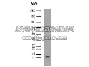 merck millipore,默克密理博,05-1232,Anti-acetyl Histone H4 (Lys16) Antibody, clone 4E10.2