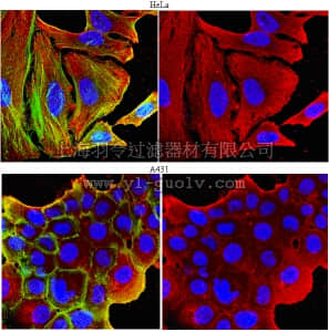 merck millipore,默克密理博,05-1235,Anti-FMR1 Antibody, clone 7H3.2