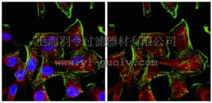 merck millipore,默克密理博,05-1238,Anti-PARN Antibody, clone 7A7.1