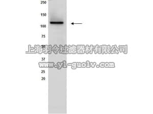 merck millipore,默克密理博,05-1243,Anti-Sirt1 Antibody, clone 3H10.2