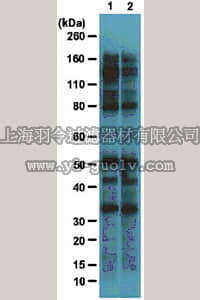 merck millipore,默克密理博,05-1244,Anti-O-GlcNAc Antibody, clone 18B10.C7(3)