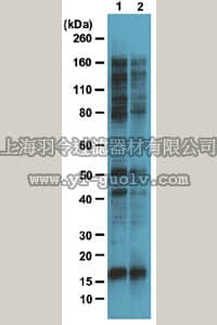 merck millipore,默克密理博,05-1245,Anti-O-GlcNAc Antibody, clone 9D1.E4(10)