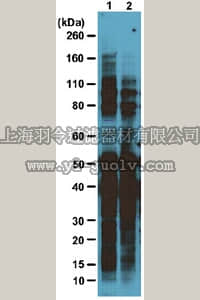 merck millipore,默克密理博,05-1246,Anti-O-GlcNAc Antibody, clone 1F5.D6(14)
