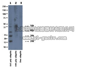 merck millipore,默克密理博,05-1313,Anti-Ubiquitin Antibody, Lys63-Specific, clone HWA4C4
