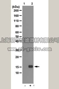 merck millipore,默克密理博,05-1315,Anti-phospho (Ser10) acetyl (Lys14) Histone H3 Antibody, clone 10H10.2