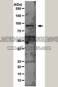 merck millipore,默克密理博,05-1317,Anti-SUZ12 Antibody, clone 2AO9