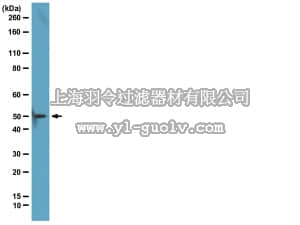 merck millipore,默克密理博,05-1320,Anti-EED Antibody, clone AA19