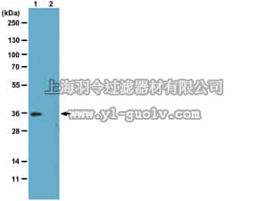 merck millipore,默克密理博,05-1324,Anti-phospho-Histone H1 Antibody, clone 12D11