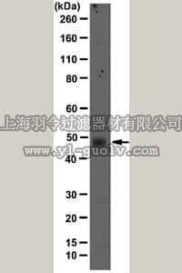 merck millipore,默克密理博,05-1327,Anti-PHD2 Antibody, clone 76a