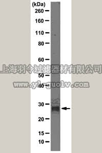 merck millipore,默克密理博,05-1328,Anti-PHD3 Antibody, clone 188e