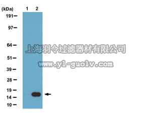 merck millipore,默克密理博,05-1334,Anti-Acetyl Histone H3 (Lys27) Antibody, clone CMA309