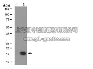 merck millipore,默克密理博,05-1336,Anti-phospho-Histone H3 (Ser10) Antibody, clone CMA312
