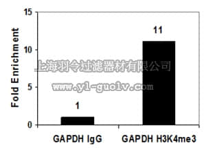 merck millipore,默克密理博,05-1339-S,Anti-Trimethyl Histone H3 (Lys4) Antibody, clone CMA304, Trial Size