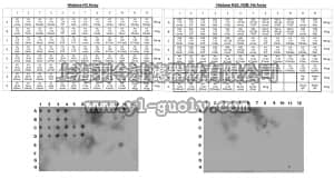 merck millipore,默克密理博,05-1341,Anti-Histone H3 Antibody, (Unmodified Lys4), clone CMA301