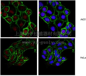 merck millipore,默克密理博,05-1352,Anti-Histone H2B Antibody, clone 5HH2-2A8