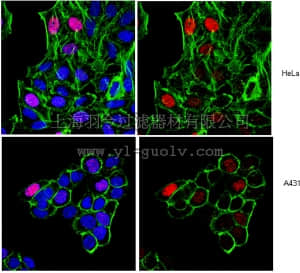 merck millipore,默克密理博,05-1354,Anti-Histone H3 Antibody (Dimethyl K9, Phospho S10), clone 6HH3-2C5
