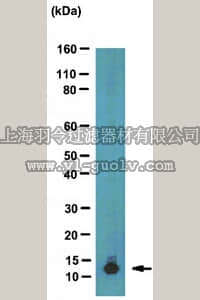 merck millipore,默克密理博,05-1355,Anti-acetyl Histone H4 (Lys5/8/12/16) Antibody, clone 3HH4-4C10