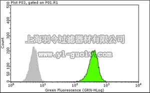 merck millipore,默克密理博,05-1360,Anti-RBMS1(MSSP-1) Antibody, clone 4D11