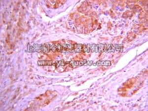 merck millipore,默克密理博,05-1403,Anti-Giα2 Antibody, clone L5