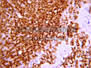 merck millipore,默克密理博,05-1410,Anti-CD45 Antibody, clone F10-89-4