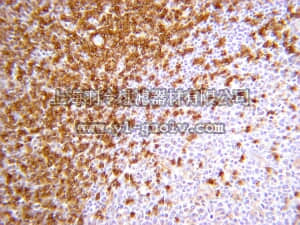 merck millipore,默克密理博,05-1413,Anti-CD45RA Antibody, Clone MEM 56