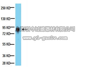 merck millipore,默克密理博,05-1417,Anti-PTP-PEST Antibody, clone AG25