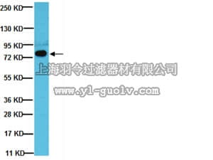 merck millipore,默克密理博,05-1426,Anti-SLP-76 Antibody, clone AS55