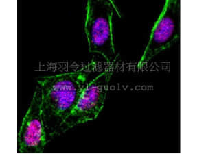 merck millipore,默克密理博,05-1459,Anti-SMAD1 Antibody, clone AS22