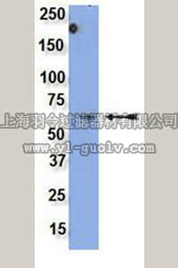 merck millipore,默克密理博,05-1461,Anti-Src Family (WTAPE) Antibody, clone 2E8.2