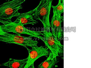 merck millipore,默克密理博,05-1466,Anti-FOXA1 Antibody, clone 2F83