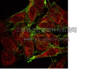merck millipore,默克密理博,05-1469,Anti-NFĸB Antibody, p65, clone 1G10.2