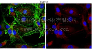 merck millipore,默克密理博,05-1470,Anti-Raptor Antibody, clone 1H6.2