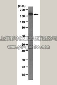 merck millipore,默克密理博,05-1471,Anti-Rictor Antibody, clone 9F1.2