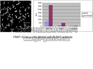merck millipore,默克密理博,05-1478,Anti-RUNX2 Antibody, clone AS110