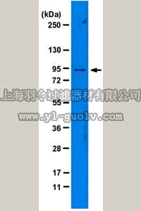 merck millipore,默克密理博,05-1500,Anti-Mad1 Antibody, clone 9B10
