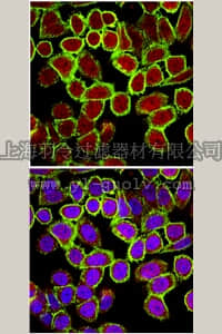 merck millipore,默克密理博,05-1502,Anti-CENP-E Antibody, clone177