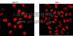 merck millipore,默克密理博,05-1510,Anti-Aly/REF Antibody, clone 11G5