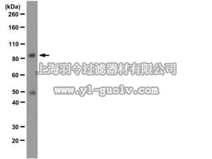 merck millipore,默克密理博,05-1512,Anti-FMR1 Antibody, clone 6A15