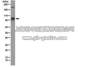 merck millipore,默克密理博,05-1513,Anti-FXR2 Antibody, clone A42