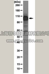 merck millipore,默克密理博,05-1515,Anti-Transportin 1 Antibody, clone D45