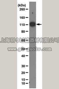 merck millipore,默克密理博,05-1516,Anti-hnRNP U Antibody, clone 3G6