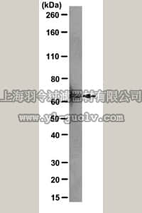merck millipore,默克密理博,05-1518,Anti-hnRNP L Antibody, clone 4D11