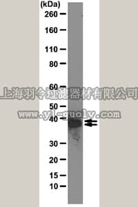 merck millipore,默克密理博,05-1520,Anti-HnRNP C1/C2 Antibody, clone 4F4