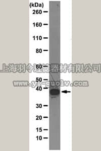 merck millipore,默克密理博,05-1521,Anti-hnRNP A1 Antibody, clone 4B10