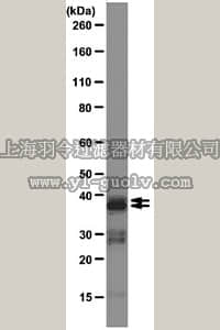 merck millipore,默克密理博,05-1522,Anti-hnRNP A2/B1 Antibody, clone DP383