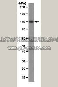 merck millipore,默克密理博,05-1525,Anti-Exportin T Antibody, clone LOS1